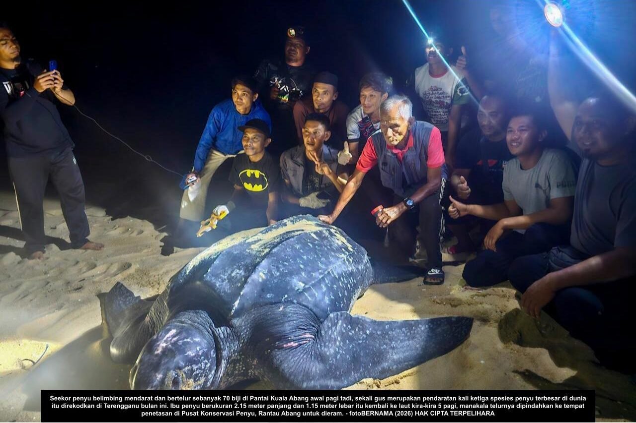 PENYU BELIMBING MENDARAT, BERTELUR KALI KETIGA DI PANTAI TERENGGANU